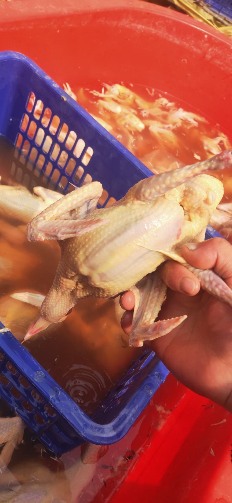 乳鸽，老鸽子，一手货源，原粮鸽子，货源充足