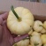 山东新鲜太阳果，寿光基地种植小金瓜，3-8两菊瓜