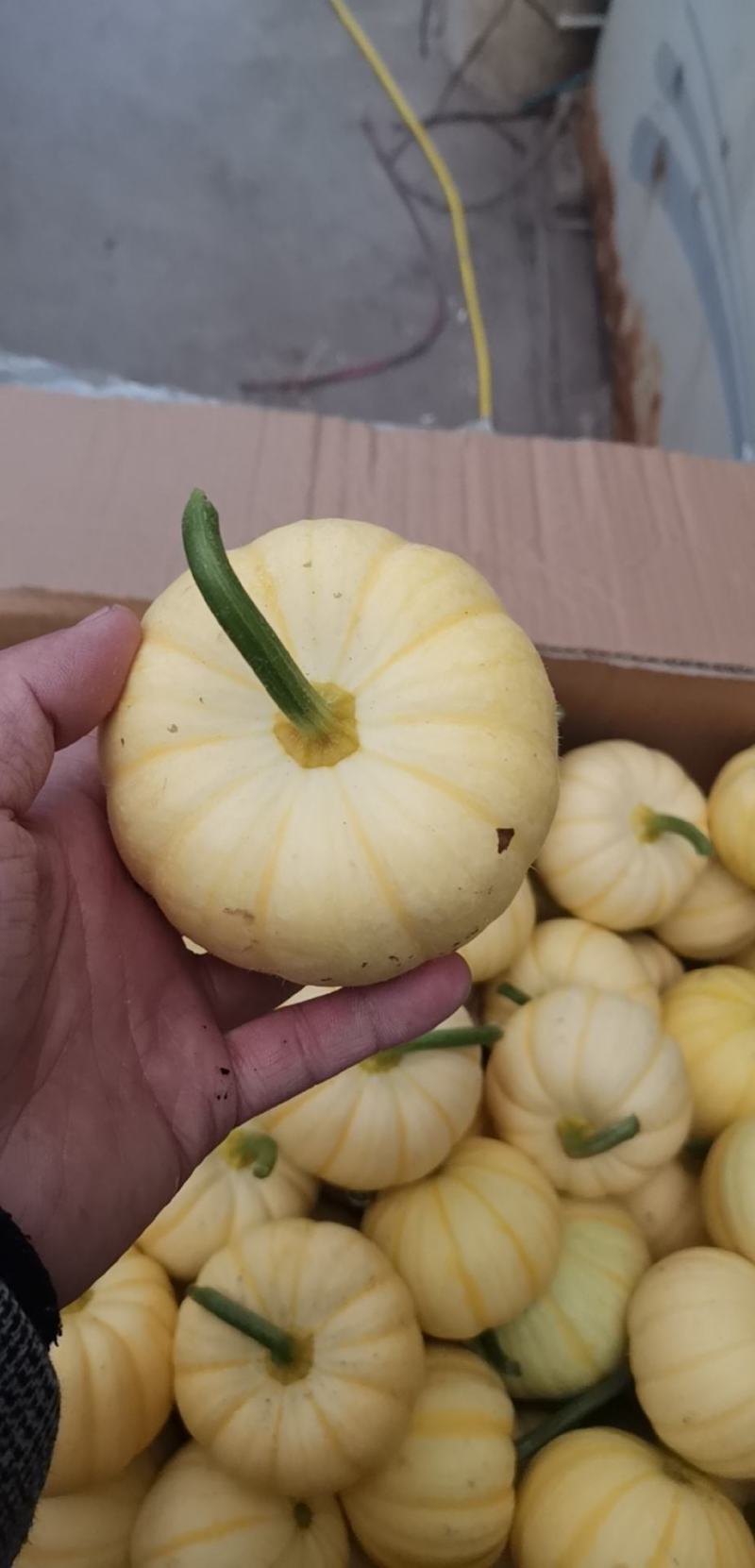 山东新鲜太阳果，寿光基地种植小金瓜，3-8两菊瓜