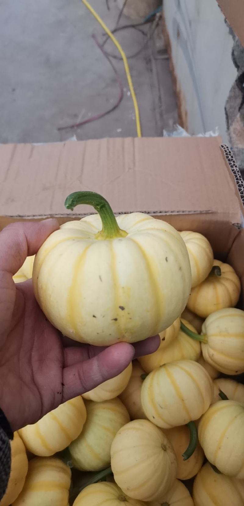 山东新鲜太阳果，寿光基地种植小金瓜，3-8两菊瓜