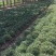 养心菜、高钙菜、救心菜、费菜、景天三七。