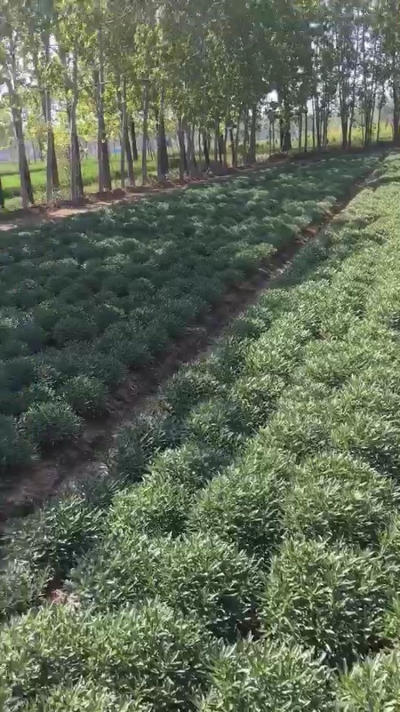 养心菜、高钙菜、救心菜、费菜、景天三七。