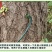 大树营养液树木吊针液激活液乔木移栽桂花吊袋液复壮催芽生根
