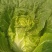 精品大白菜无花心无烧心