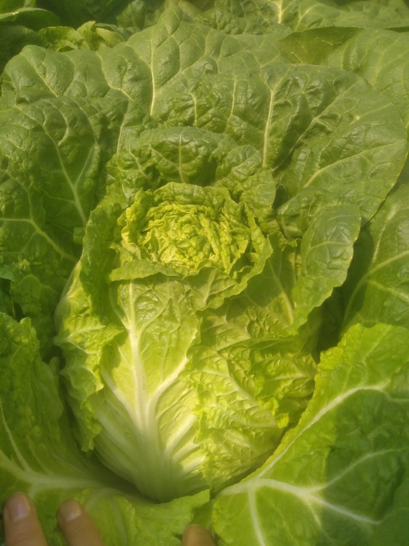 精品大白菜无花心无烧心