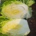 精品大白菜无花心无烧心