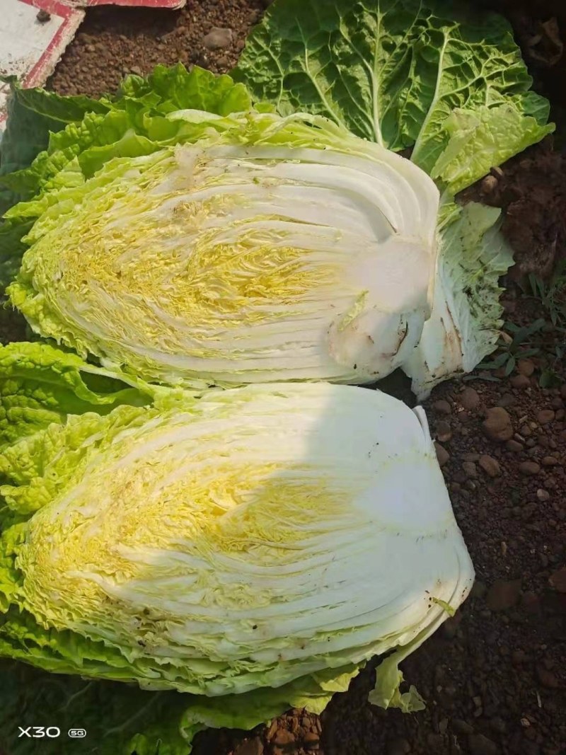 精品大白菜无花心无烧心