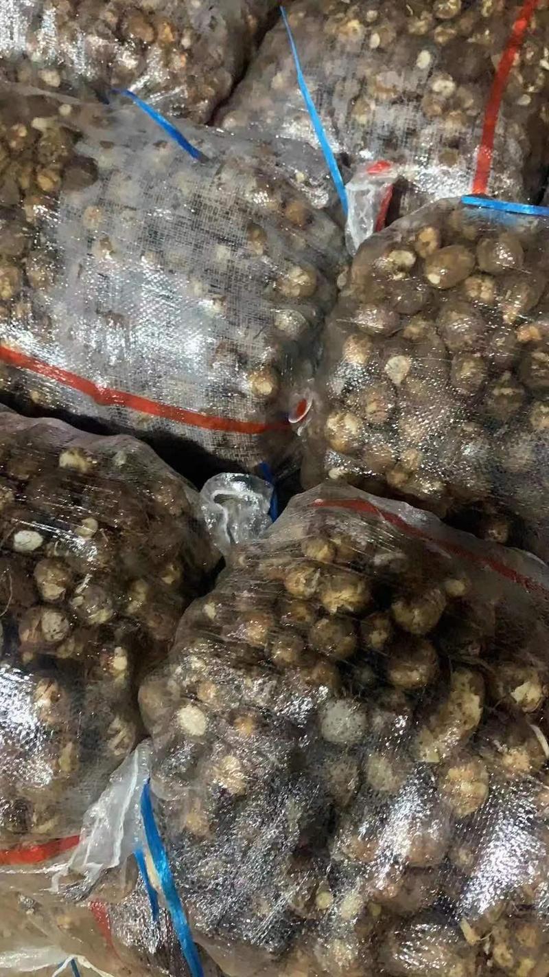 山东芋头种子8520芋头种子产地批发芋头供应商