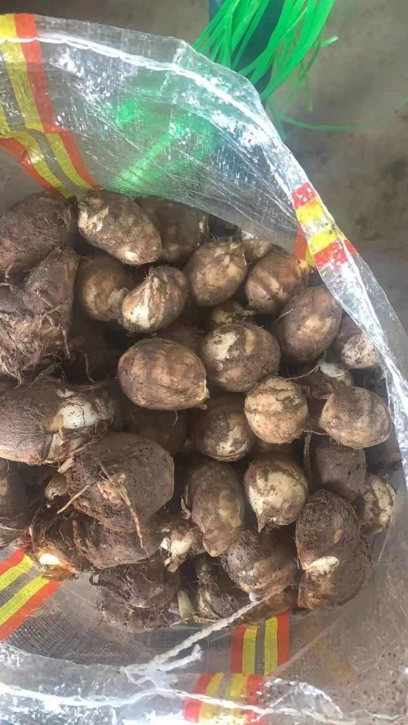 山东芋头种子8520芋头种子产地批发芋头供应商