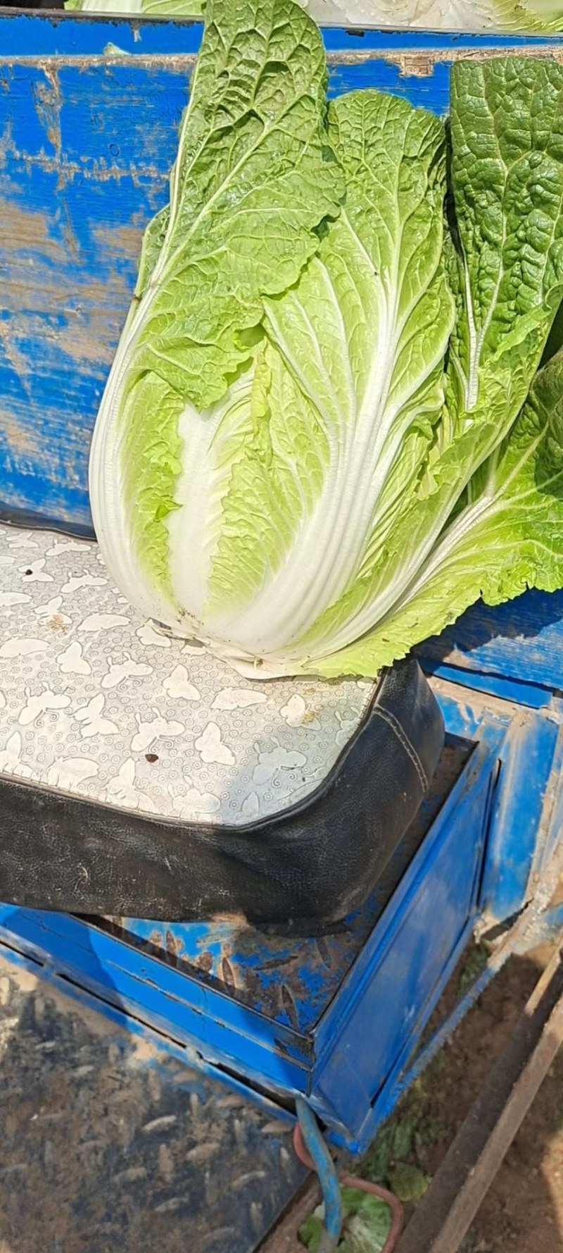 精品大白菜无花心无烧心