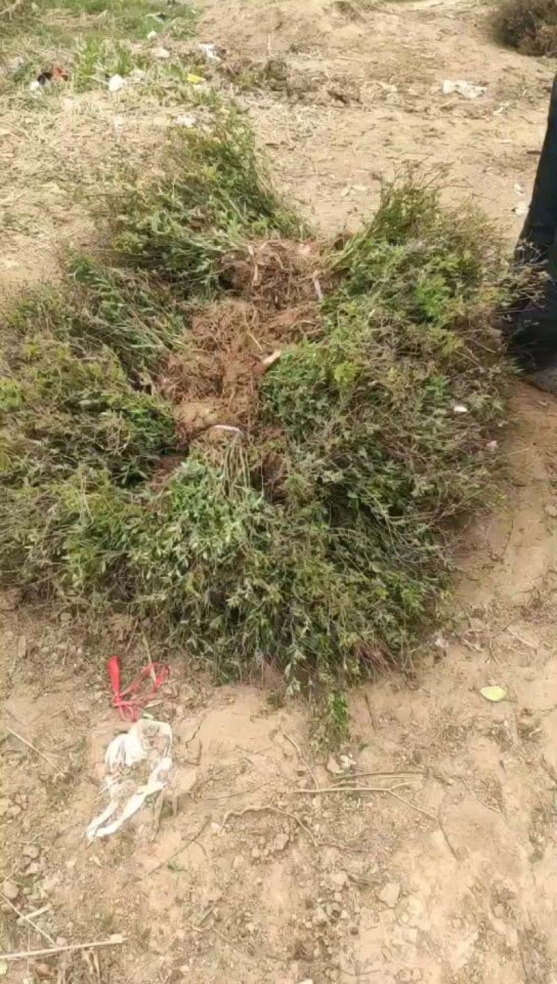 大量批发红叶小檗苗，红叶小檗工程苗，红叶小檗球精选