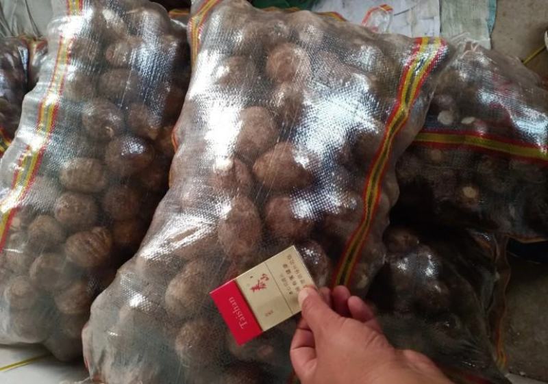 山东芋头种子8520芋头种子产地批发芋头供应商