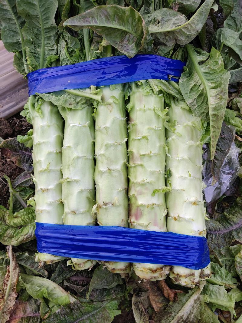 安徽尖叶莴笋莴苣大量上市对接市场商超价格低质量好全国发货