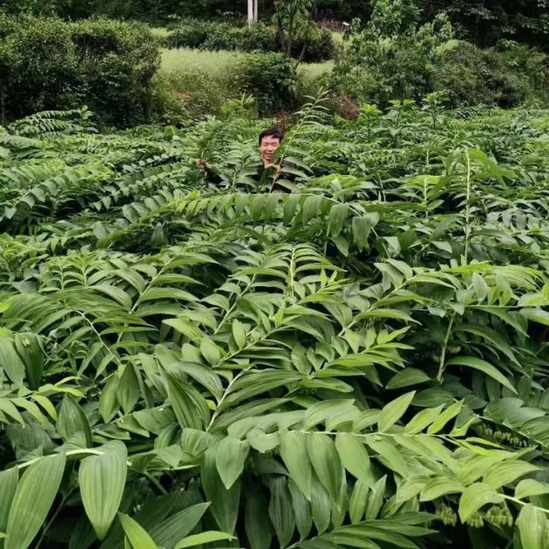 大量低价供应三年倒苗姜型黄精种苗（药典高含量品种）