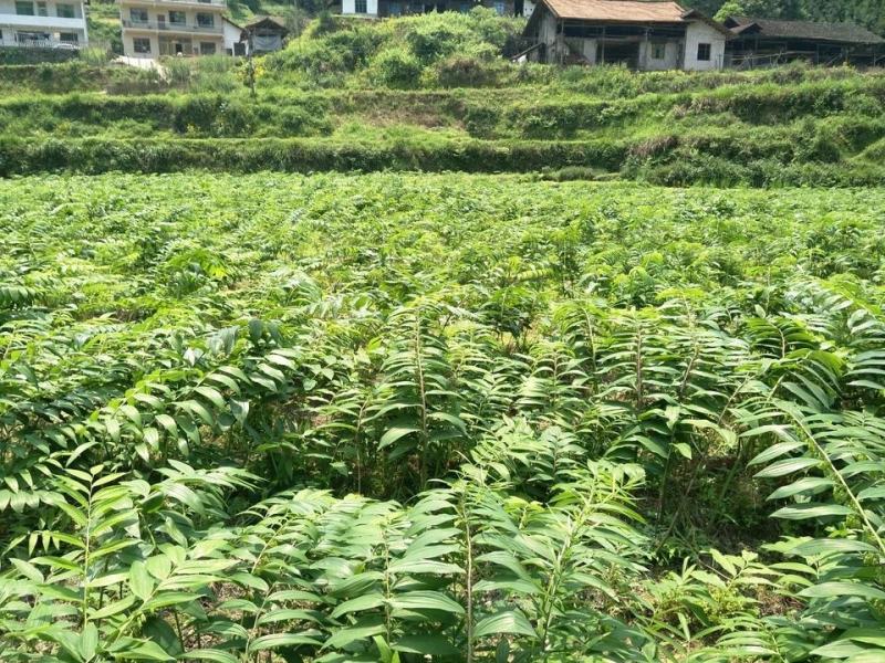 大量低价供应三年倒苗姜型黄精种苗（药典高含量品种）