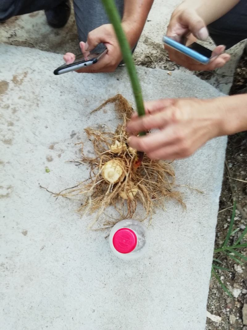 大量低价供应三年倒苗姜型黄精种苗（药典高含量品种）