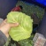 优质牛心甘蓝精品质量色绿菜软形好大量供应