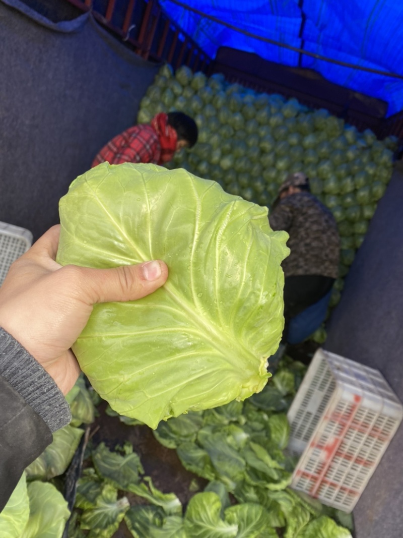 优质牛心甘蓝精品质量色绿菜软形好大量供应