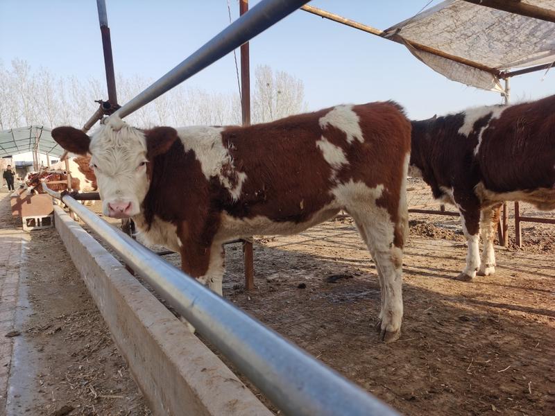 种牛一年能长1800斤纯种肉牛全国包送到家