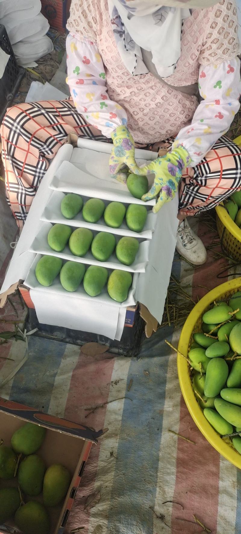 海南省乐东县台农芒果