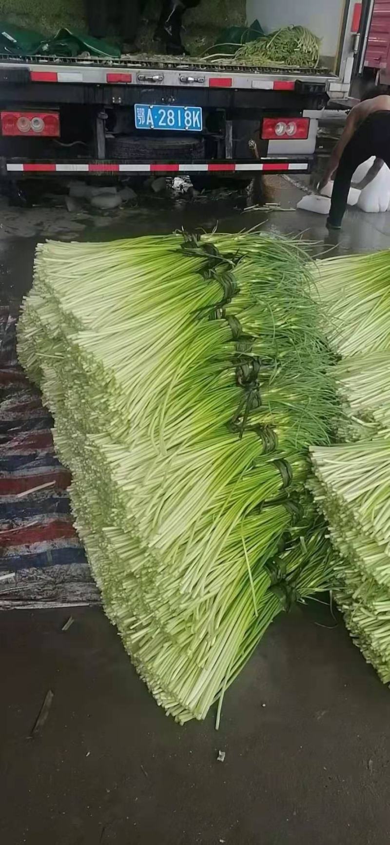 精品蒜薹大量上市量大价优欢迎老板来电洽谈