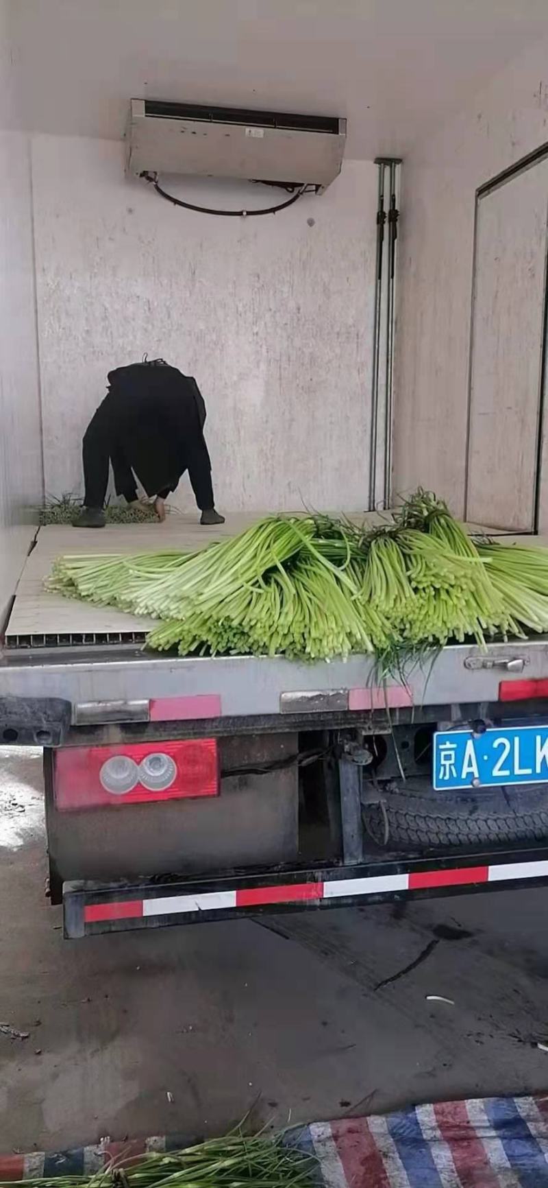 精品蒜薹大量上市量大价优欢迎老板来电洽谈