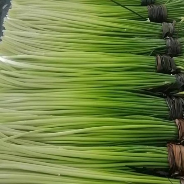 精品蒜薹大量上市量大价优欢迎老板来电洽谈