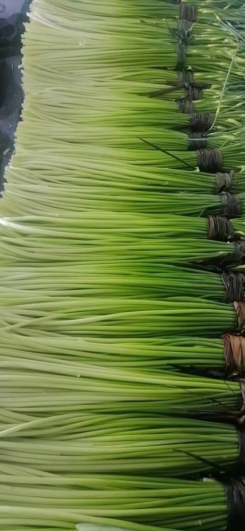 精品蒜薹大量上市量大价优欢迎老板来电洽谈