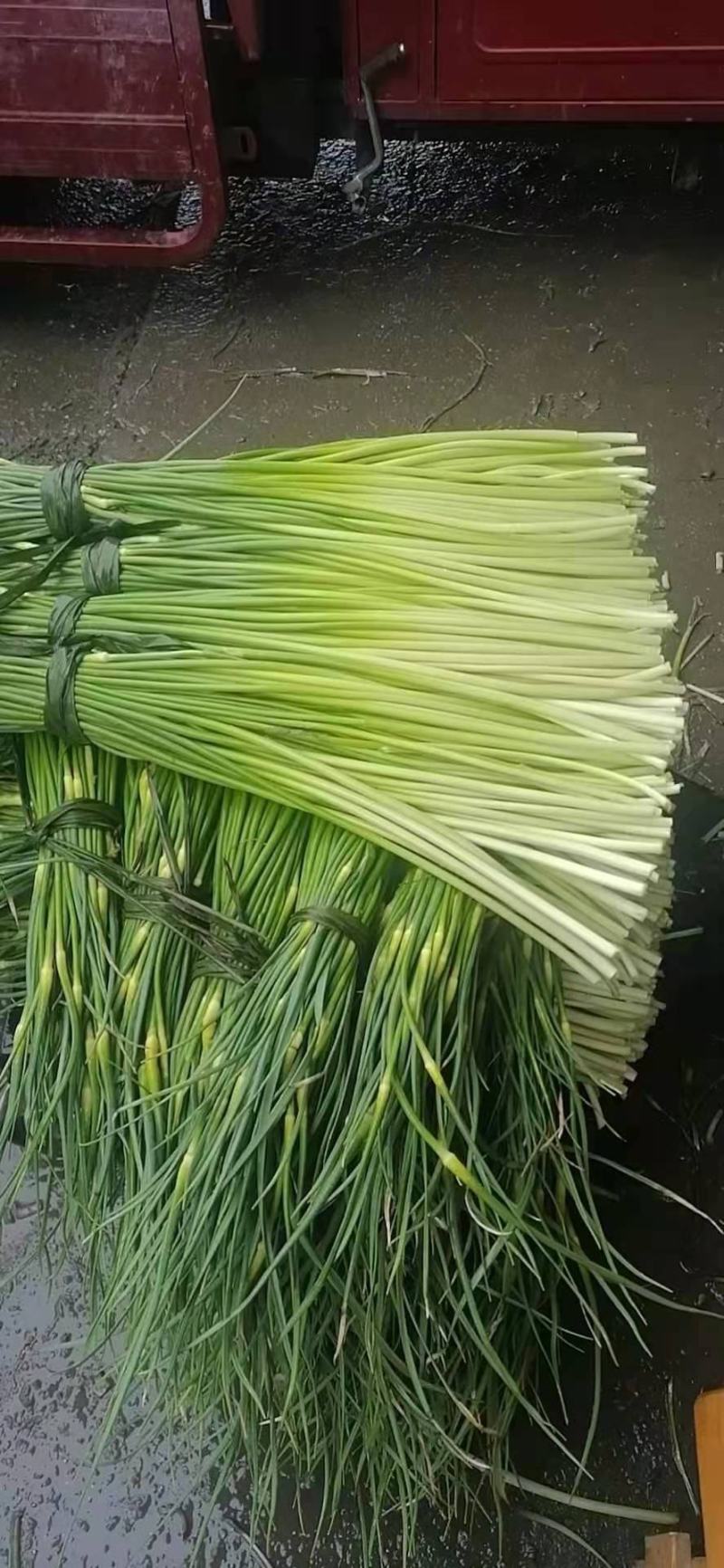 精品蒜薹大量上市量大价优欢迎老板来电洽谈