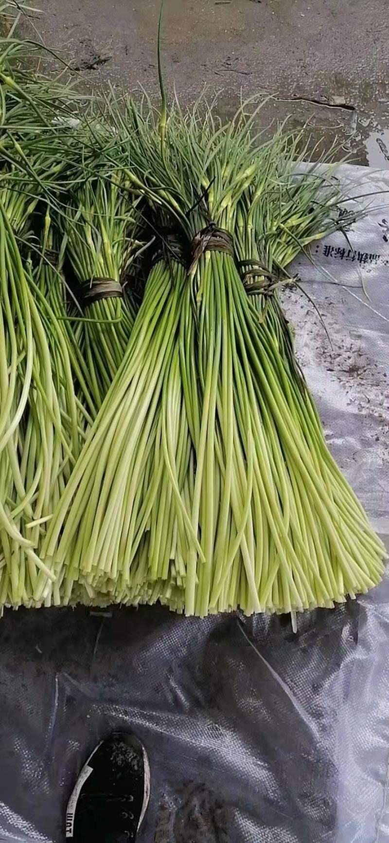 精品蒜薹大量上市量大价优欢迎老板来电洽谈