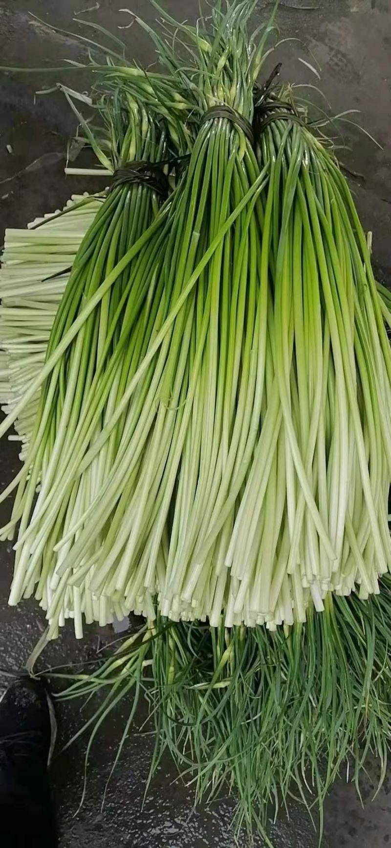 精品蒜薹大量上市量大价优欢迎老板来电洽谈