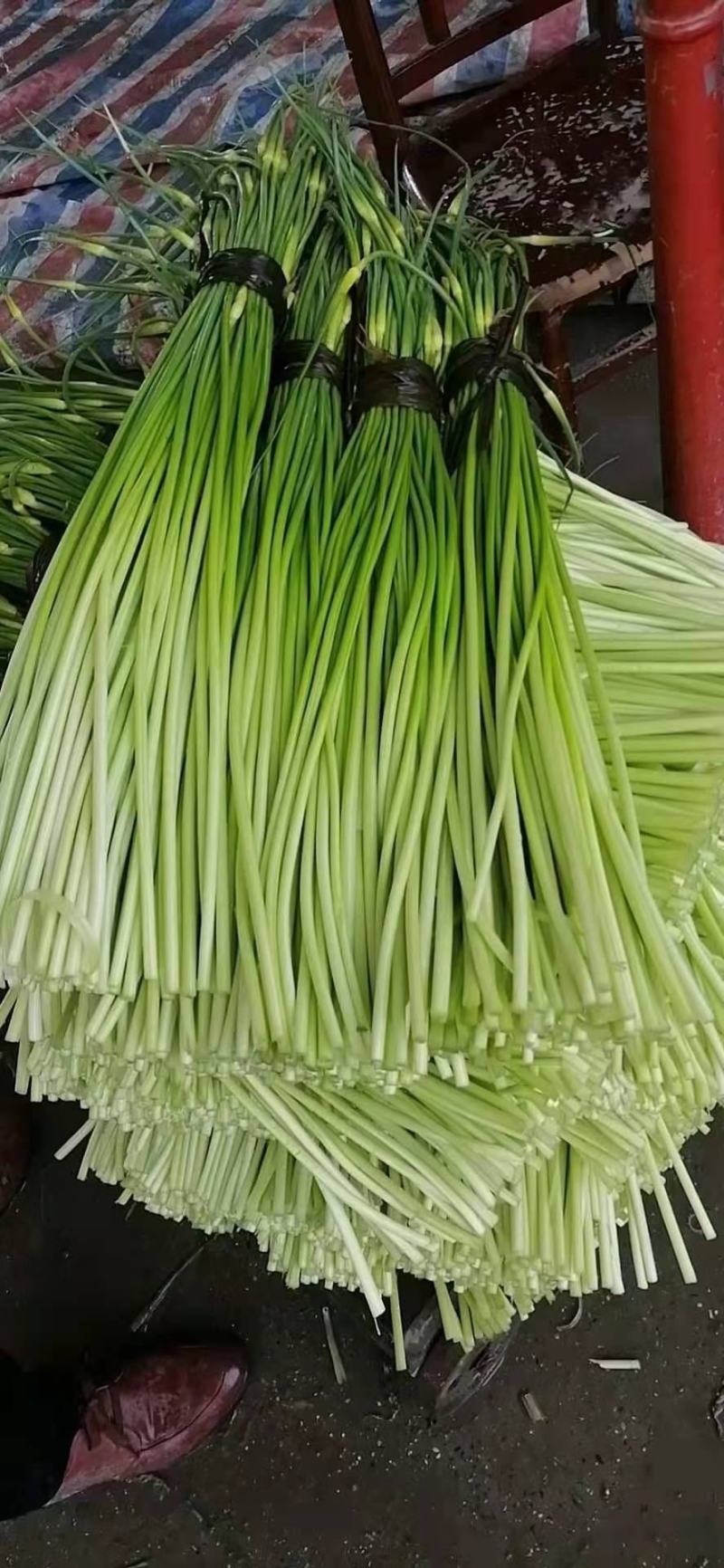 精品蒜薹大量上市量大价优欢迎老板来电洽谈