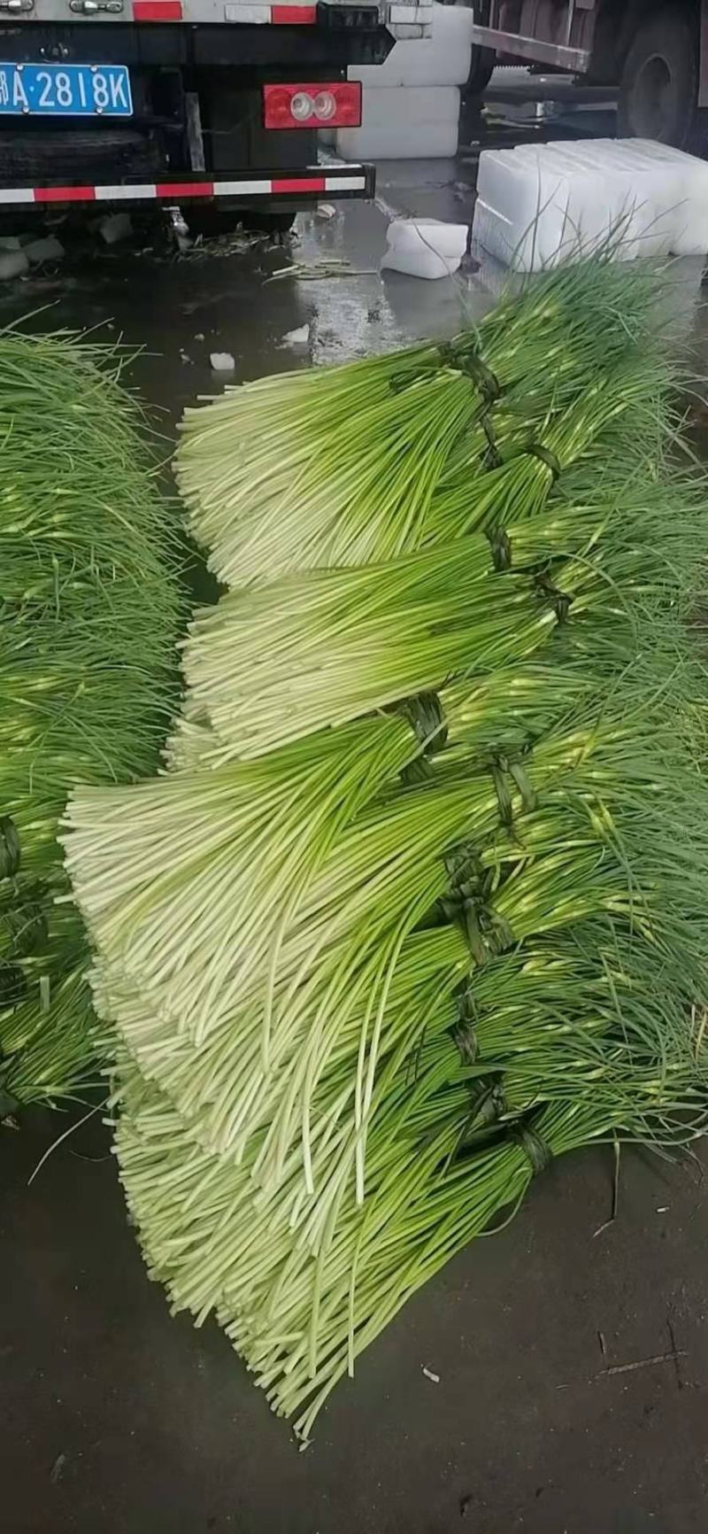 精品蒜薹大量上市量大价优欢迎老板来电洽谈