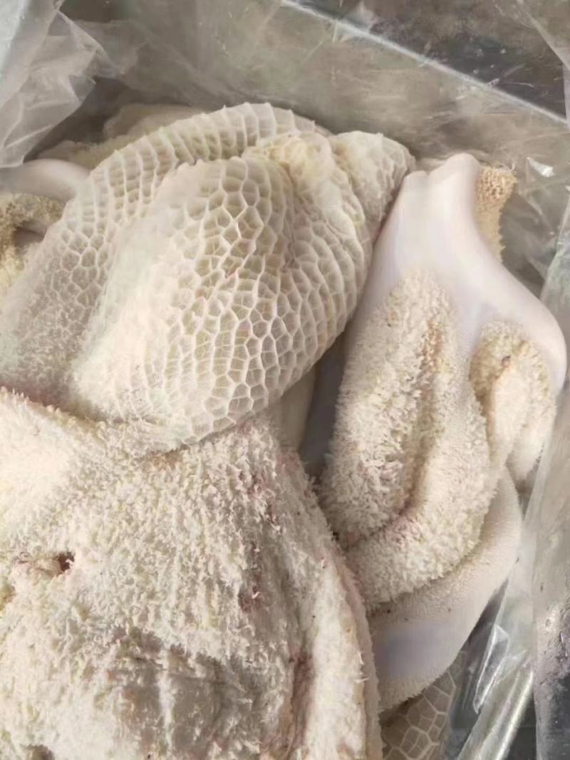 牛肚，牛大肚，现货国产牛肚清水煮质量保证诚信经营