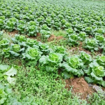 好白菜，二月白，也是清明菜