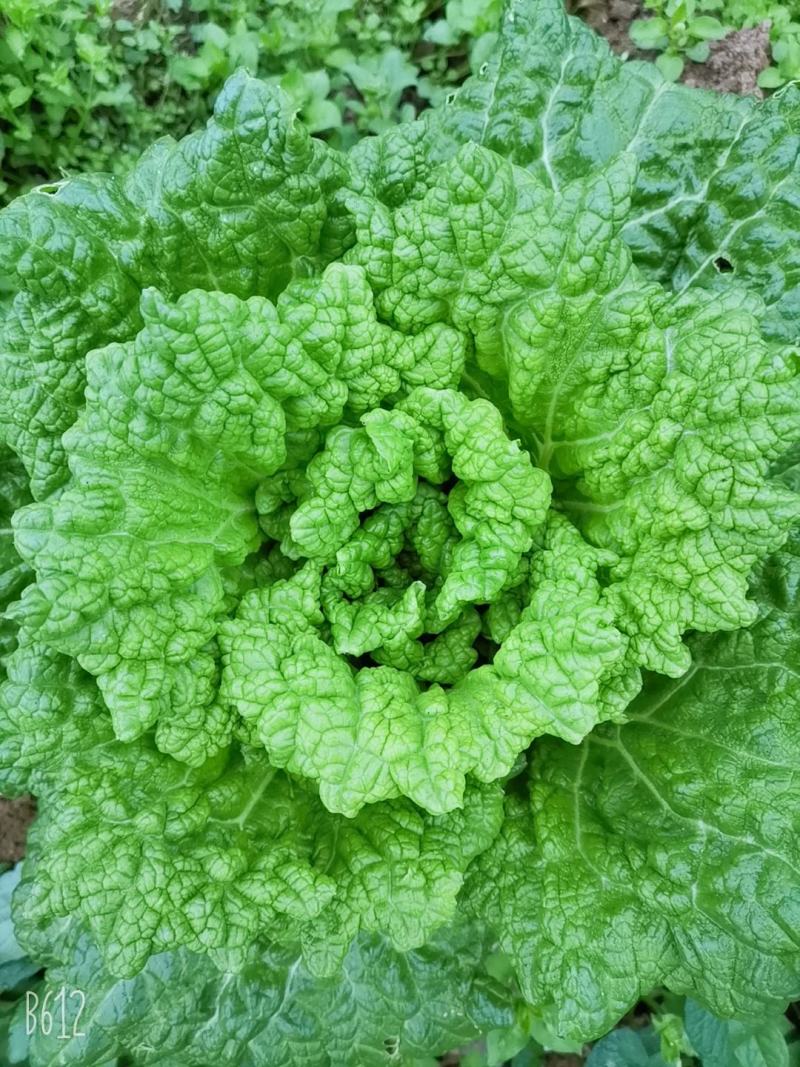 好白菜，二月白，也是清明菜