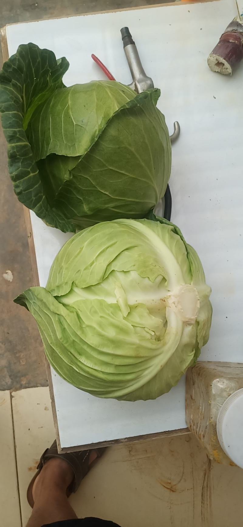 精品甘蓝，圆包菜，货源充足，品质保证，欢迎选购
