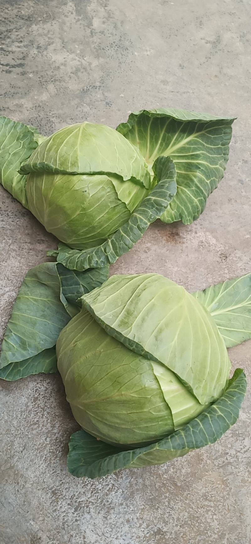 精品甘蓝，圆包菜，货源充足，品质保证，欢迎选购