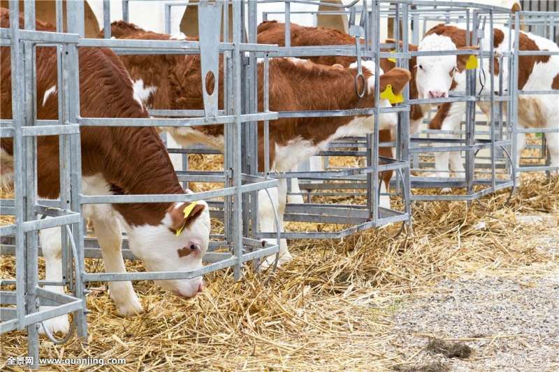 牛苗2021大量批发黄牛苗西门塔尔牛苗厂家直销