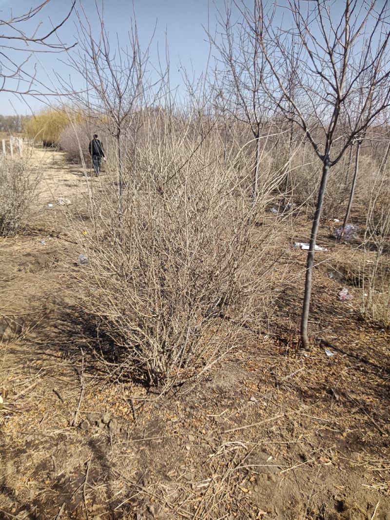 紫丁香大堆