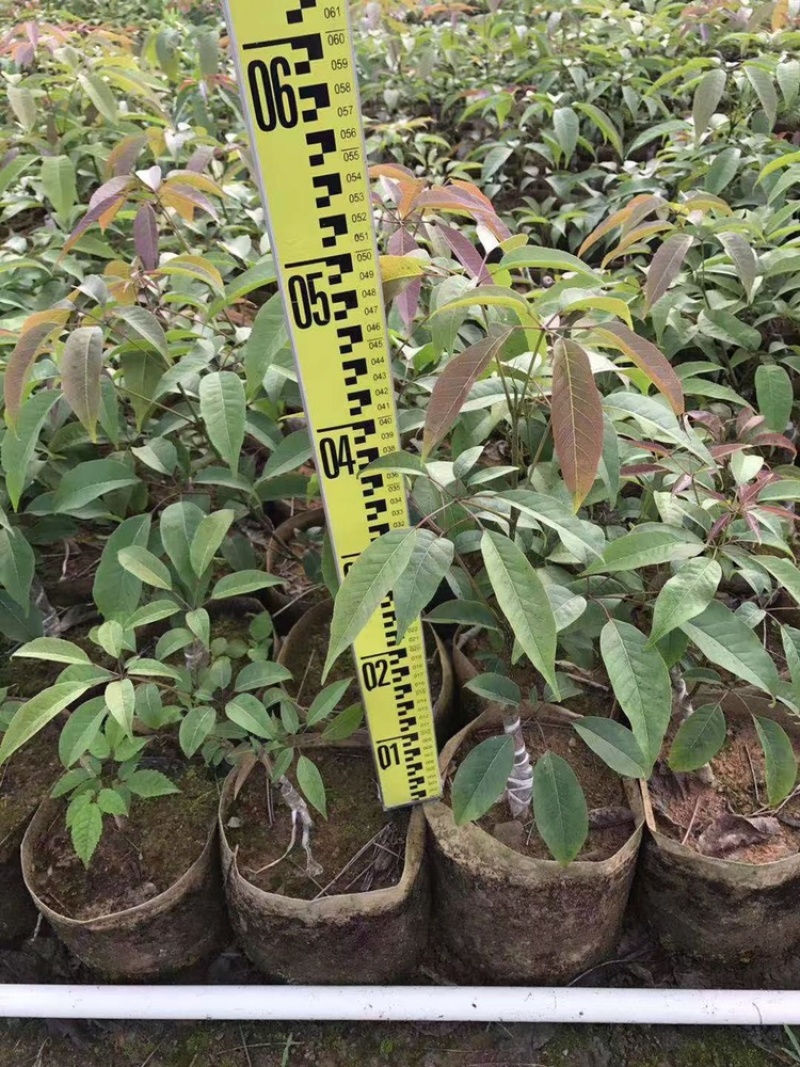 嫁接紫花大花绣球风铃木紫花风铃树苗多花黄花风铃苗