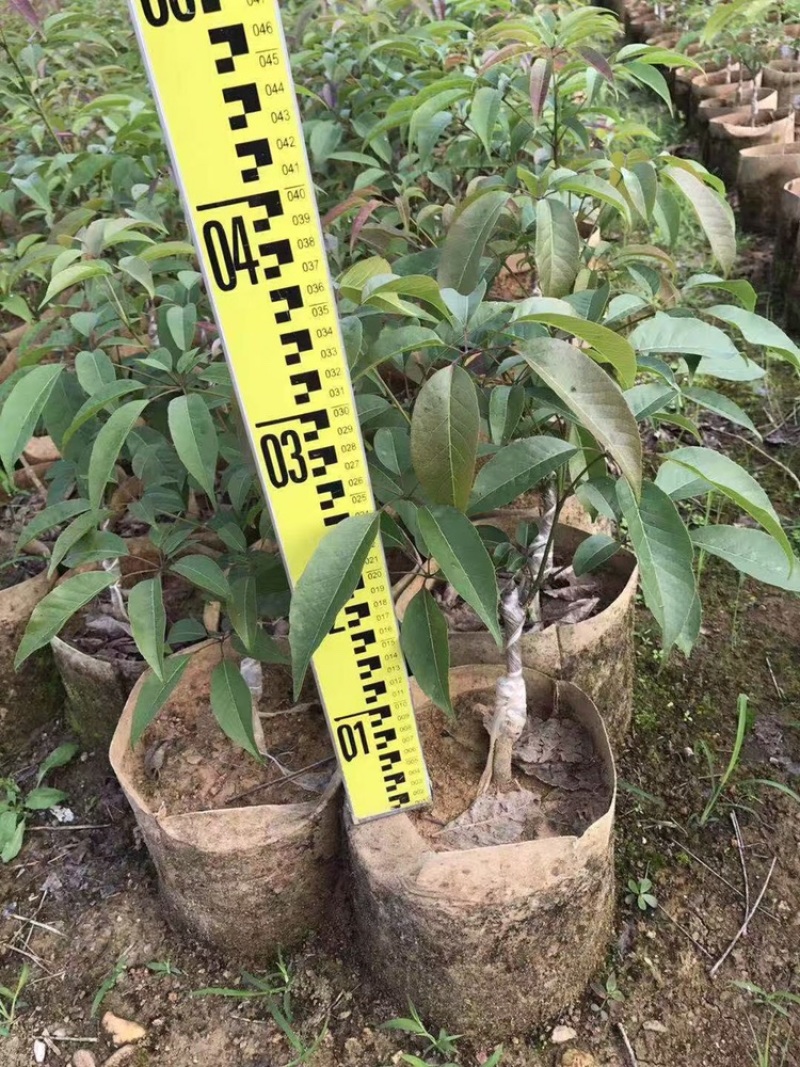 嫁接紫花大花绣球风铃木紫花风铃树苗多花黄花风铃苗