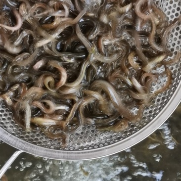 泥鳅鱼，台湾泥鳅苗，鱼场直供，支持全国发货
