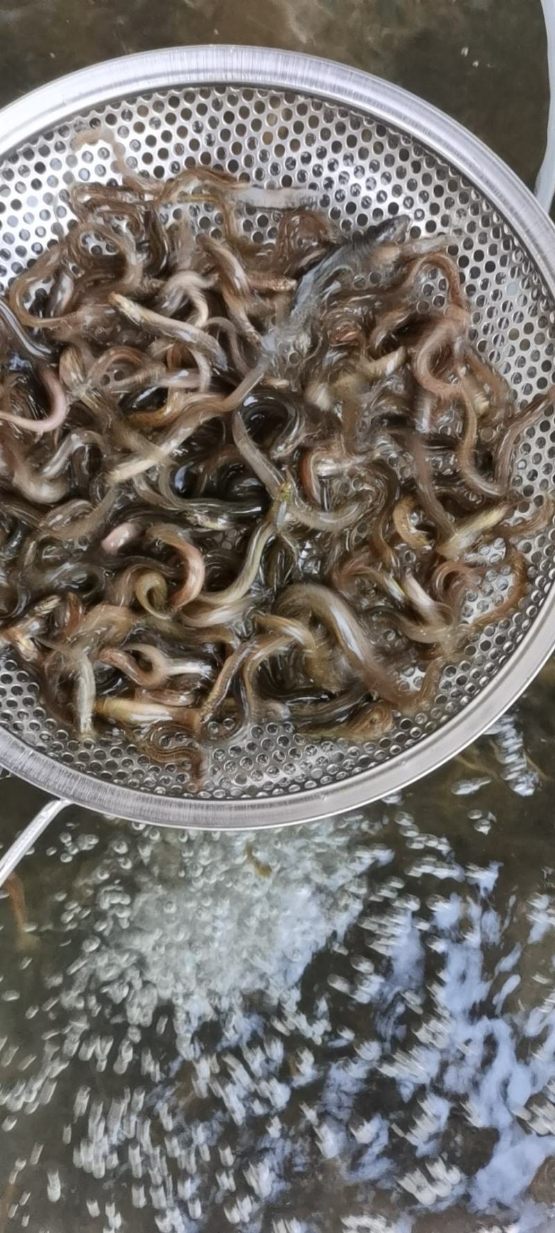 泥鳅鱼，台湾泥鳅苗，鱼场直供，支持全国发货