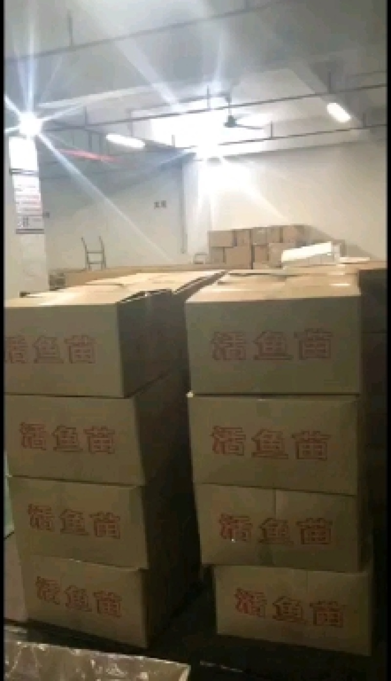 泥鳅鱼，台湾泥鳅苗，鱼场直供，支持全国发货