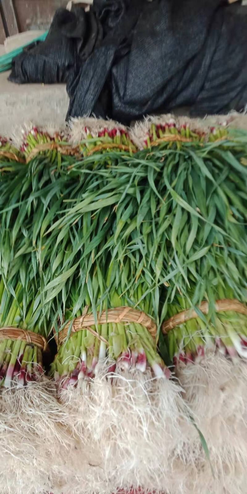 蔬菜类葱蒜类红头蒜苗