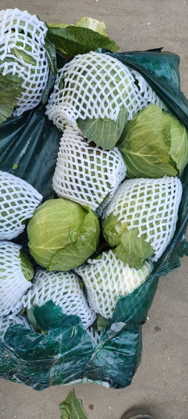 邯郸精品甘蓝产地直供个头1.5到2.5斤货量充足