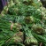 梁山精品陆地红根韭菜大量上市量大好货质优