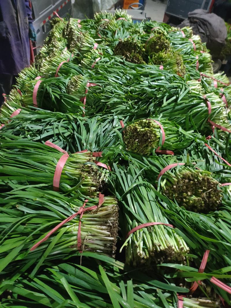 梁山精品陆地红根韭菜大量上市量大好货质优