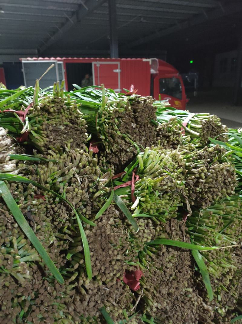梁山精品陆地红根韭菜大量上市量大好货质优